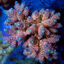Load image into Gallery viewer, FK Blue Tip Rainbow Tenuis Acropora