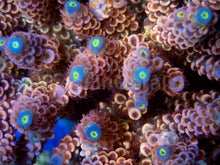 Load image into Gallery viewer, FK Blue Tip Rainbow Tenuis Acropora