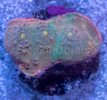 Carregar imagem no visualizador da galeria, Sunrise Mist Chalice