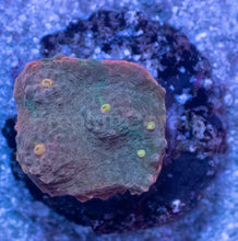 Carregar imagem no visualizador da galeria, Sunrise Mist Chalice