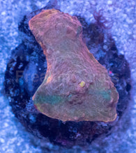 Carregar imagem no visualizador da galeria, Sunrise Mist Chalice