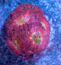 Load image into Gallery viewer, Orange Echinata Acanthastrea Frag
