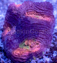 Carregar imagem no visualizador da galeria, BigR Gumdrop Echinata Frag Acanthastrea echinata (BigR Gumdrop Morph)