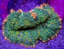 Load image into Gallery viewer, Pink Border Green Rhodacthis