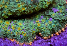 Load image into Gallery viewer, Pink Border Green Rhodacthis