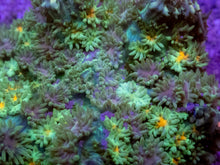 Load image into Gallery viewer, Green Fluffy Black Rhodacthis