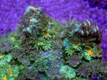 Load image into Gallery viewer, Green Fluffy Black Rhodacthis