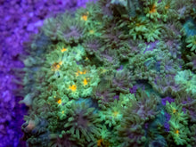 Load image into Gallery viewer, Green Fluffy Black Rhodacthis