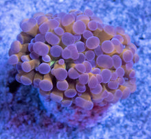 Load image into Gallery viewer, FK Gold Stem &amp; Green mouth Baliensis Euphyllia