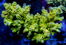 Load image into Gallery viewer, FK Homewrecker Tenuis Acropora (Signature Coral)