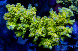 FK Homewrecker Tenuis Acropora (Signature Coral)