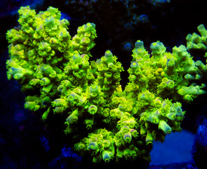 FK Homewrecker Tenuis Acropora (Signature Coral)