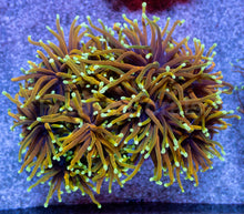 Load image into Gallery viewer, Dragon Soul Torch Coral