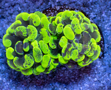 Load image into Gallery viewer, Toxic Green Blotchy Anchor Coral