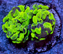 Load image into Gallery viewer, Toxic Green Blotchy Anchor Coral