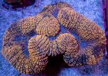 Load image into Gallery viewer, Molten Gold Black Mouth Symphyllia β XXL WYSIWYG