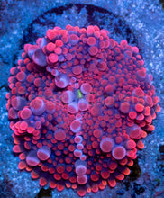 Load image into Gallery viewer, Strawberry Mega Bubble Ricordea Yuma