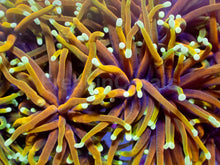 Load image into Gallery viewer, Dragon Soul Torch Coral