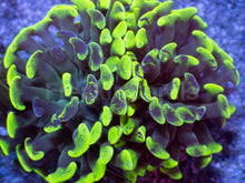 Load image into Gallery viewer, Toxic Green Blotchy Anchor Coral