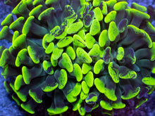 Load image into Gallery viewer, Toxic Green Blotchy Anchor Coral