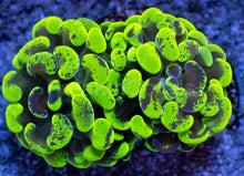 Load image into Gallery viewer, Toxic Green Blotchy Anchor Coral