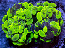 Load image into Gallery viewer, Toxic Green Blotchy Anchor Coral