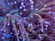 Load image into Gallery viewer, USA Holy Grail Torch Coral