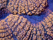 Load image into Gallery viewer, Molten Gold Black Mouth Symphyllia β XXL WYSIWYG