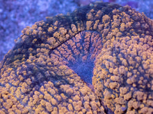 Load image into Gallery viewer, Molten Gold Black Mouth Symphyllia β XXL WYSIWYG