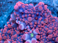 Load image into Gallery viewer, Strawberry Mega Bubble Ricordea Yuma