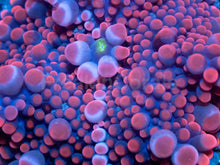 Load image into Gallery viewer, Strawberry Mega Bubble Ricordea Yuma