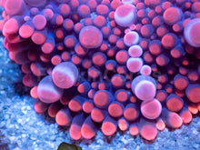 Load image into Gallery viewer, Strawberry Mega Bubble Ricordea Yuma