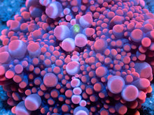 Load image into Gallery viewer, Strawberry Mega Bubble Ricordea Yuma