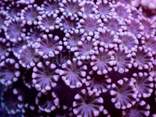 Load image into Gallery viewer, Blushing Duo Pink Alveopora