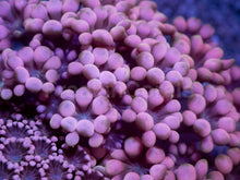 Load image into Gallery viewer, Blushing Duo Pink Alveopora