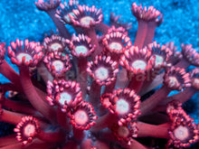 Load image into Gallery viewer, Crimson Blaze Goniopora