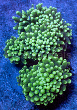 Load image into Gallery viewer, Lime Glow Torch Euphyllia