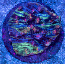 Carregar imagem no visualizador da galeria, Galaxy Stripes Mycedium