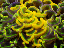 Load image into Gallery viewer, Toxic Sun Euphyllia Ancora