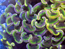 Load image into Gallery viewer, Toxic Sun Euphyllia Ancora