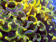 Load image into Gallery viewer, Toxic Sun Euphyllia Ancora
