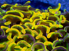 Load image into Gallery viewer, Toxic Sun Euphyllia Ancora