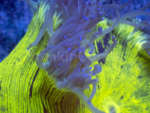 Carregar imagem no visualizador da galeria, ElectroBuzz Catalaphyllia