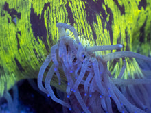 Carregar imagem no visualizador da galeria, ElectroBuzz Catalaphyllia