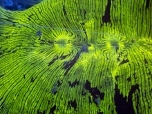 Carregar imagem no visualizador da galeria, ElectroBuzz Catalaphyllia