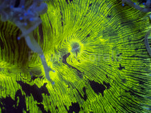 Carregar imagem no visualizador da galeria, ElectroBuzz Catalaphyllia