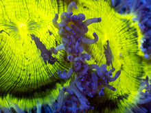 Carregar imagem no visualizador da galeria, ElectroBuzz Catalaphyllia