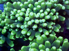 Load image into Gallery viewer, Lime Glow Torch Euphyllia