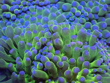 Load image into Gallery viewer, Blue Halo Torch Euphyllia