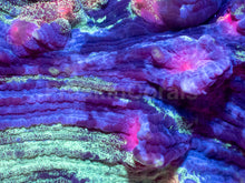 Carregar imagem no visualizador da galeria, Galaxy Stripes Mycedium